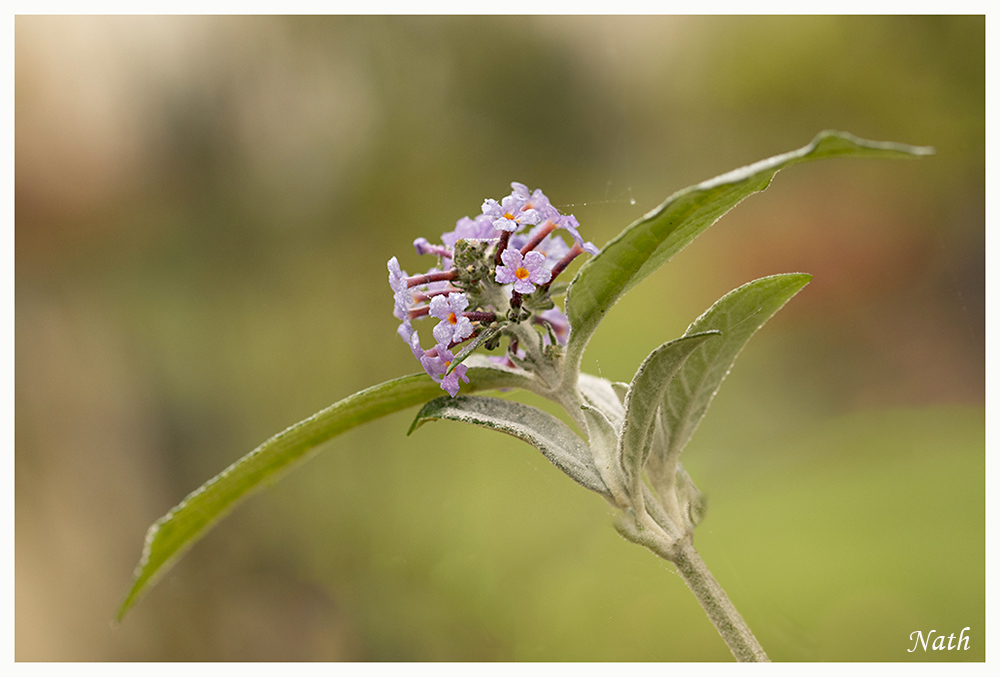 Buddleia.jpg.5972898f6bab6c9563f9a8092e9e5359.jpg