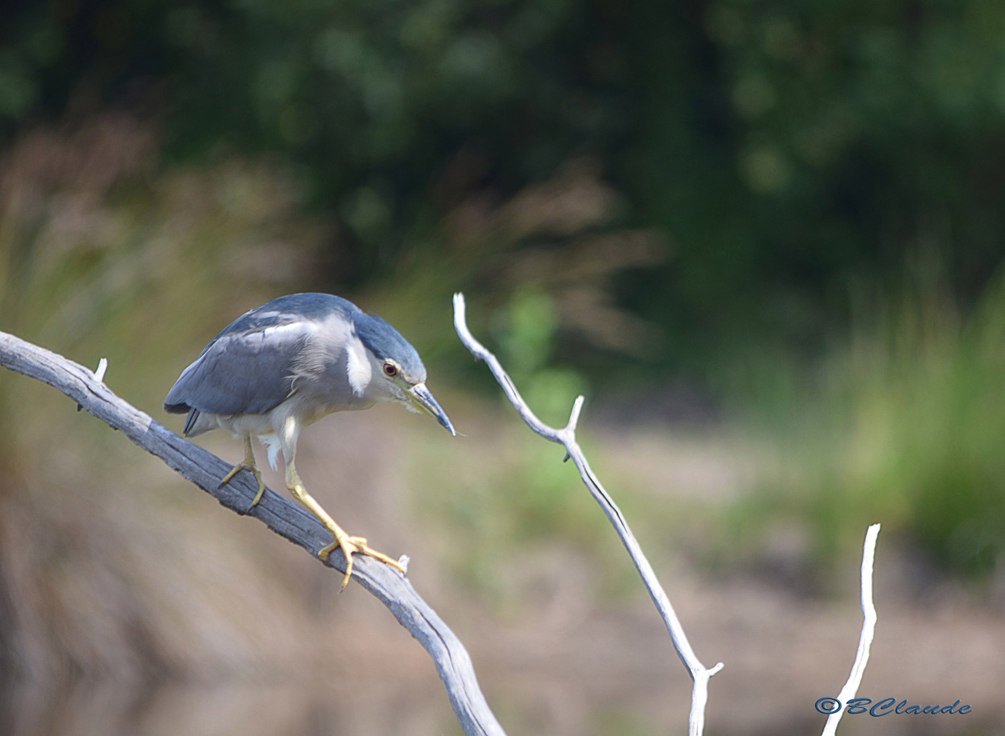 DSC_3181.JPG