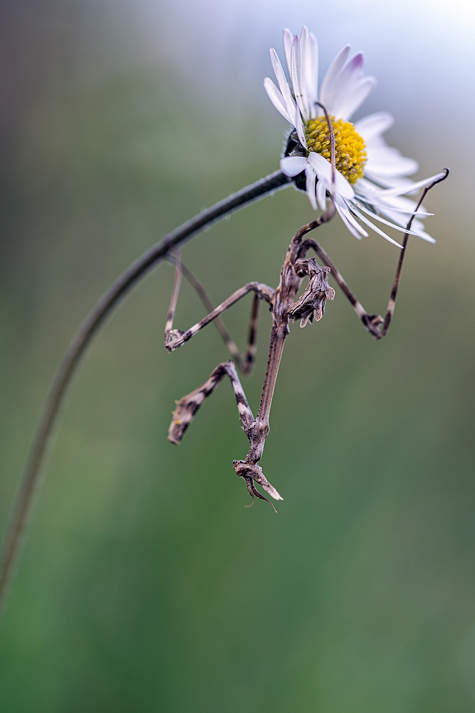 DSC_3355.jpg.2d9e883bfd29323809117f2b4ffe4cf4.jpg