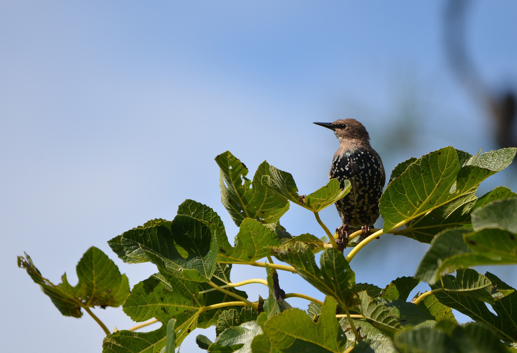 DSC_5376.JPG