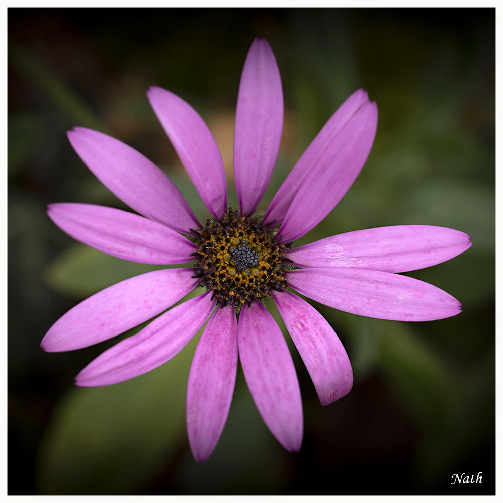Fleur_2.jpg.d9daaf227da2b3b8f396ea1fbd0fdfed.jpg