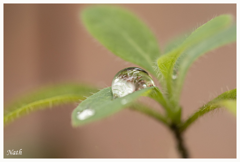 Goutte_5.jpg.e93c22a46799551c5eecc53175d339b8.jpg