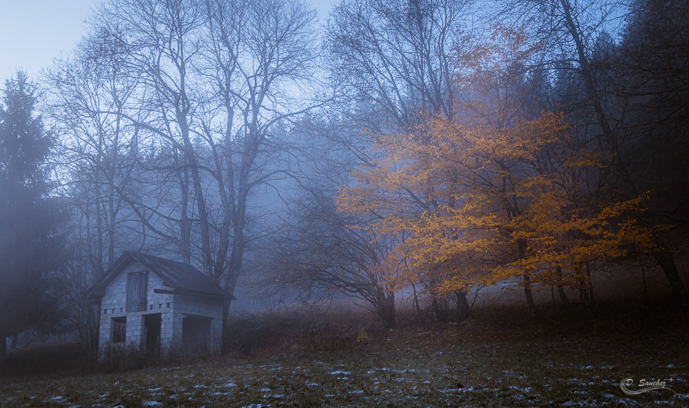 IMG_5332-Modifier.jpg.690cb4f0bcdc031d694ba1c28ef7e51a.jpg