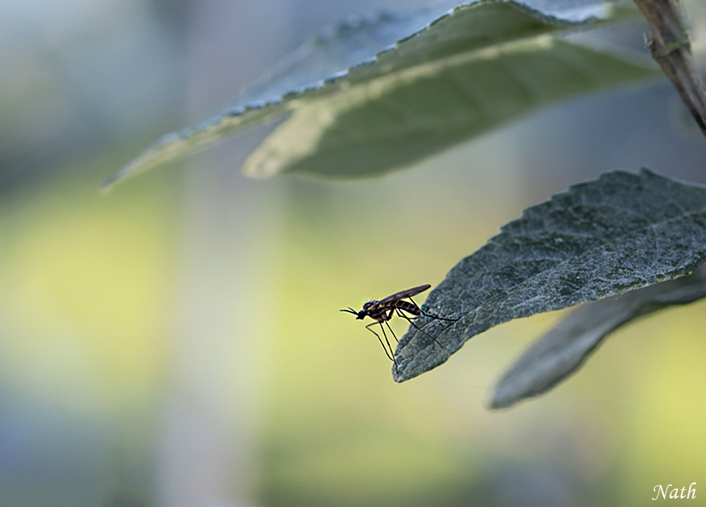 Insecte_1.jpg.7562aaf566fc2c5d34cf0ba17bc2193e.jpg