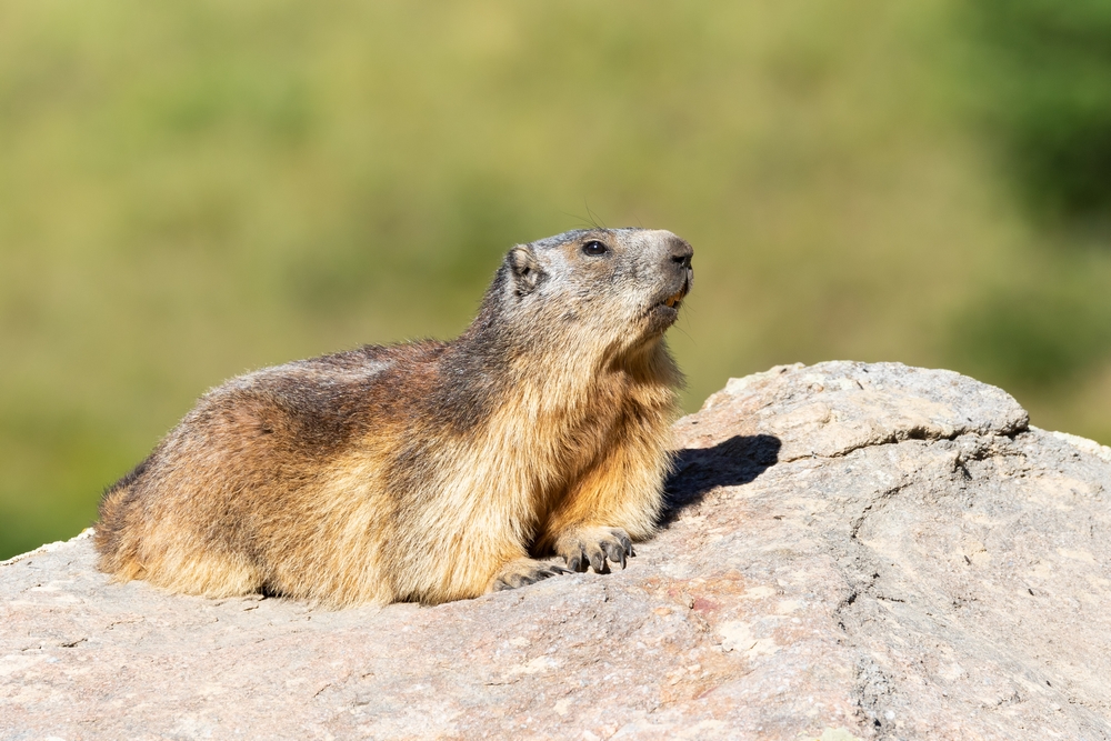 Marmotte.jpg