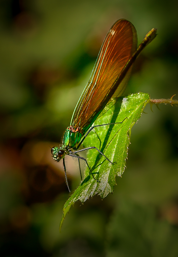 _DSC1078-2.JPG.1a7d2e957de66789c83f5cabf6779d1c.JPG