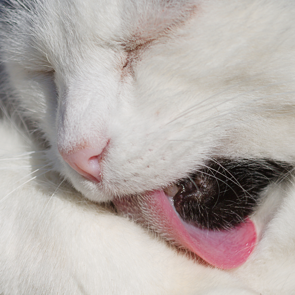 bogey3213Rcrop.jpg.fd92f5912c92b1ca32d374b4ca250751.jpg