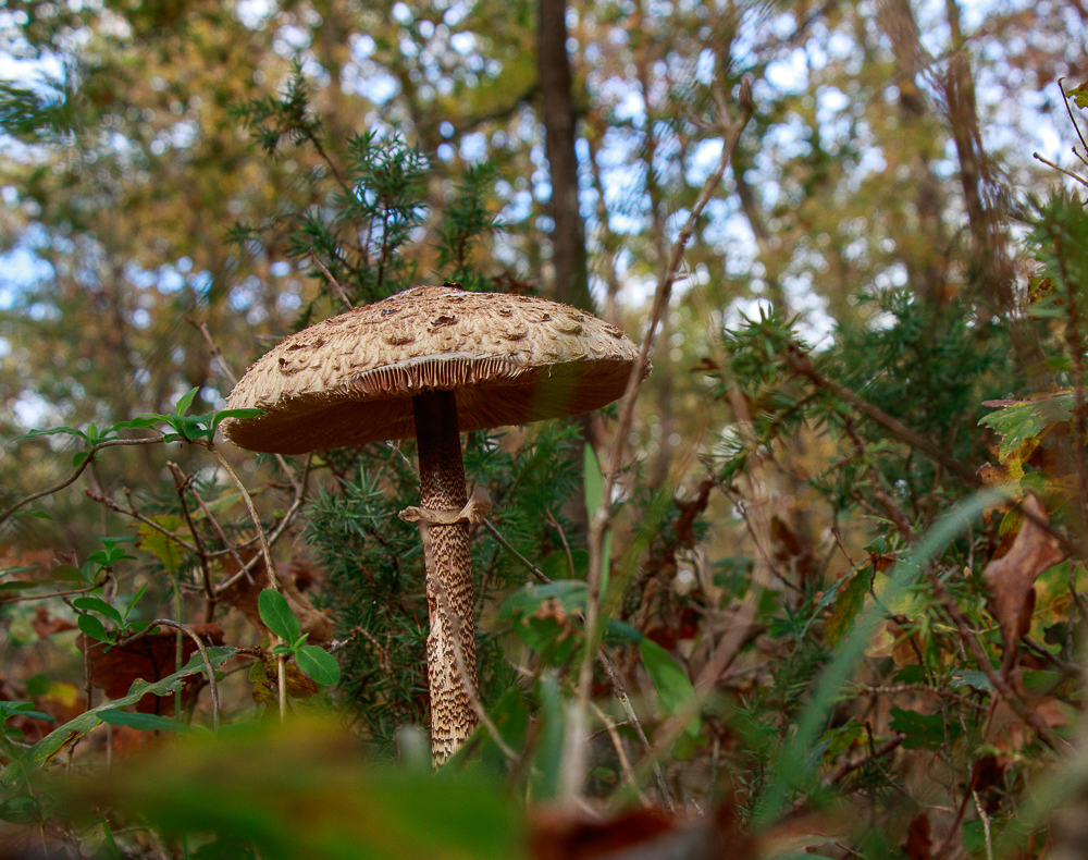 champignons_.jpg.ff026383d4b234e22262241b278d74d6.jpg