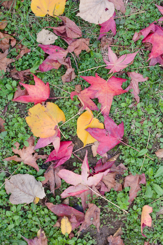 flatlay4103.jpg.105c58550254a0c921770c46c24bb59e.jpg