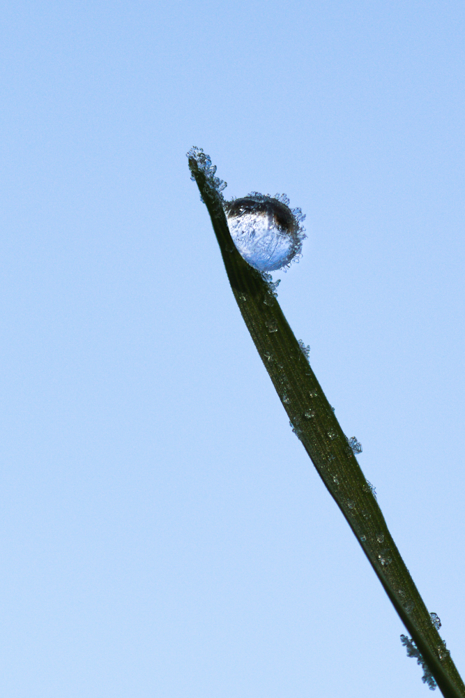 gelee6731crop.jpg.0221eae79fbec1532780ea117d7f8e2c.jpg