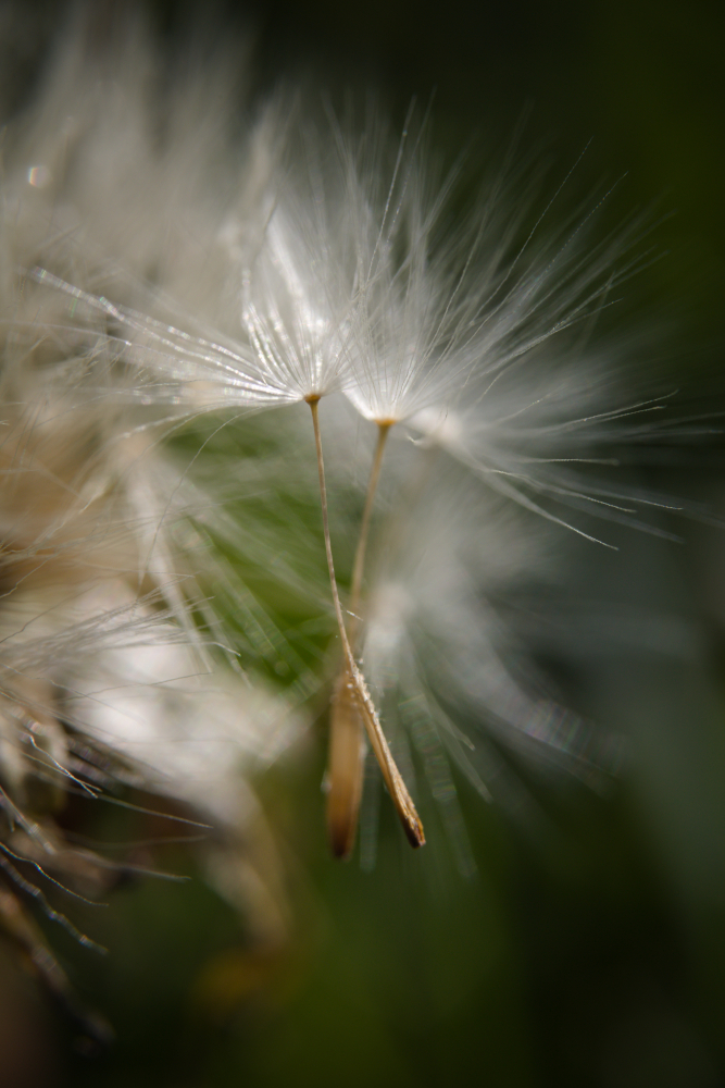 graines4146.jpg.5d8fad180278c7d15394eb4f841a9596.jpg