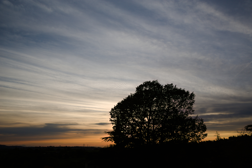treeinthesky2832.jpg.61a818786d37cf7cd8eb13d0243e2e11.jpg