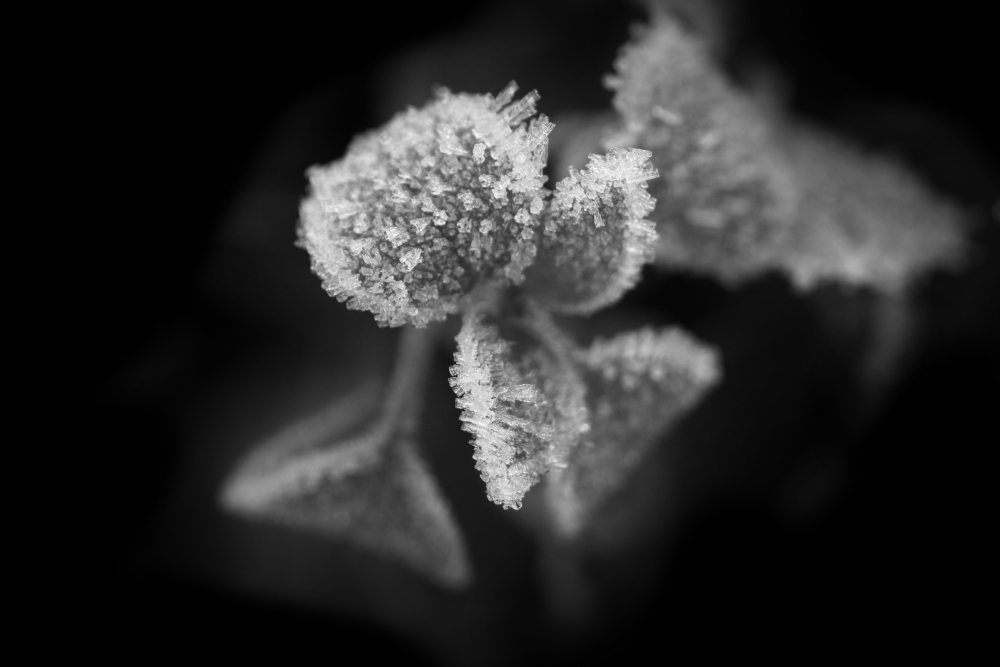 givree6652NB.jpg.610e7d29539f17c296196128637f6862.jpg