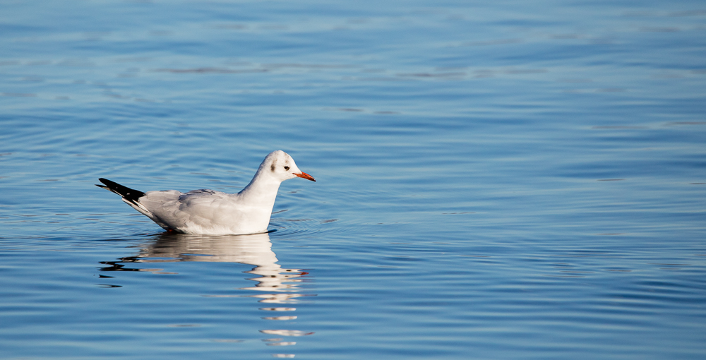 1281420936_20210124-SUISSE-GENEVE-EAUXVIVES-OISEAUX-2.jpg.15a3667a600f2f86c580ffed706a25c9.jpg
