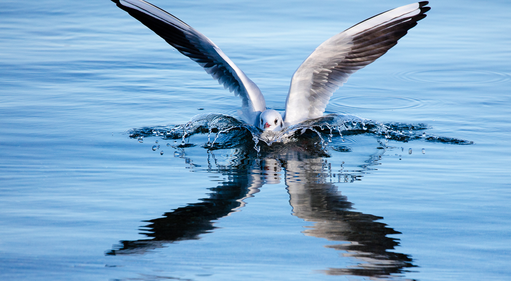 1443339556_20210124-SUISSE-GENEVE-EAUXVIVES-OISEAUX-6.jpg.0ab54ec00fa86ab98036c8fb73836af5.jpg