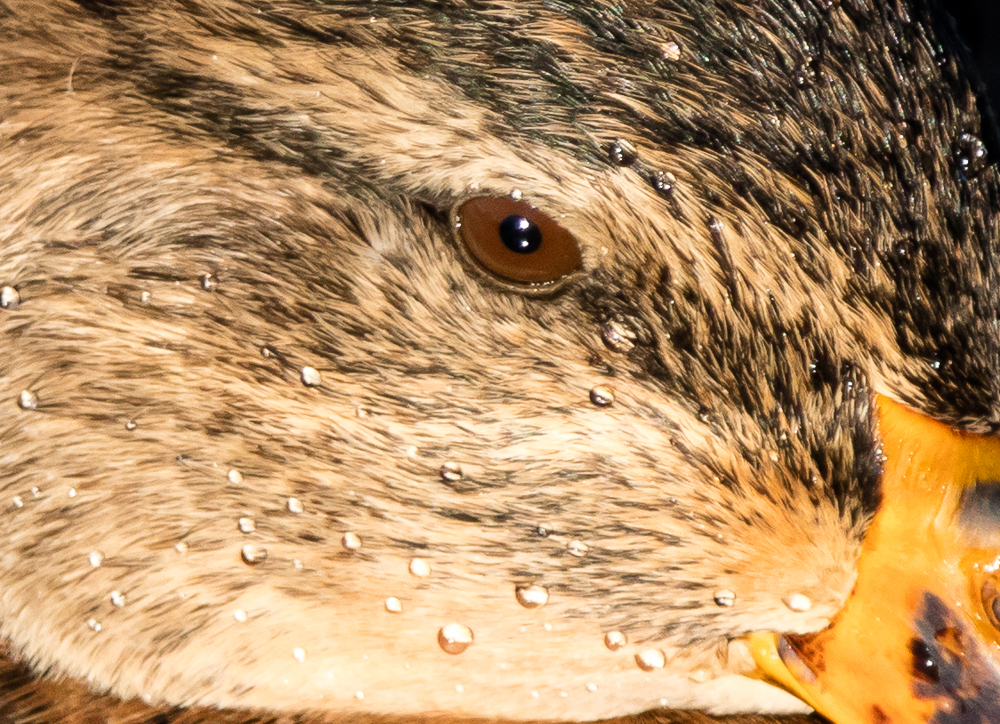 1496288988_20210124-SUISSE-GENEVE-EAUXVIVES-OISEAUX-31-2.jpg.6b62ea6288205a77a49689ef20f6b7f2.jpg