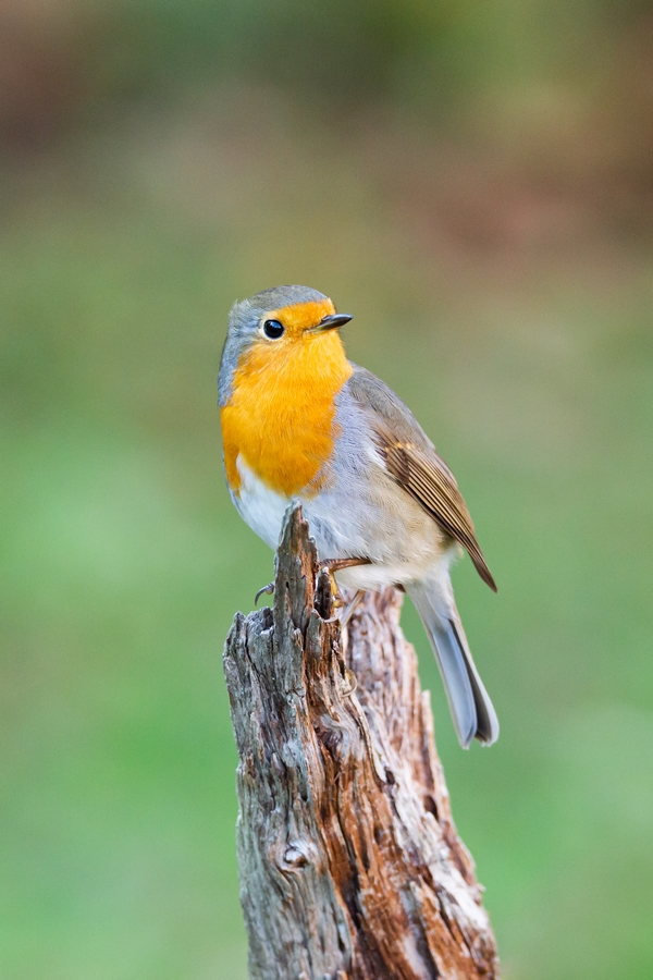 Rouge gorge 6.jpg