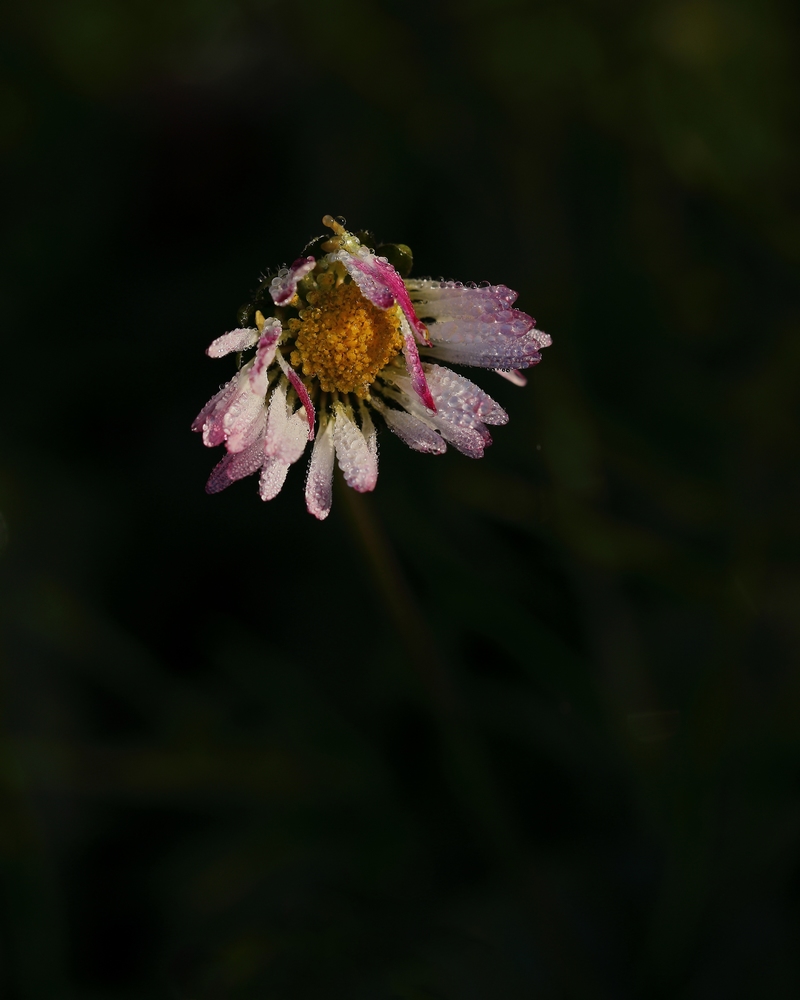 2G6A7425.JPG.ca60a48238355c3a810d5f32770ded6d.JPG