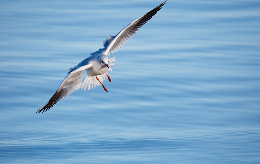 740190148_20210124-SUISSE-GENEVE-EAUXVIVES-OISEAUX-5.jpg.855d7666bac0494c9d42771272bf7216.jpg