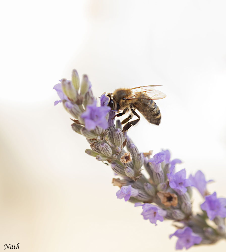 Abeille.jpg.654e302726b28ad7f02b14cc07beaf7c.jpg