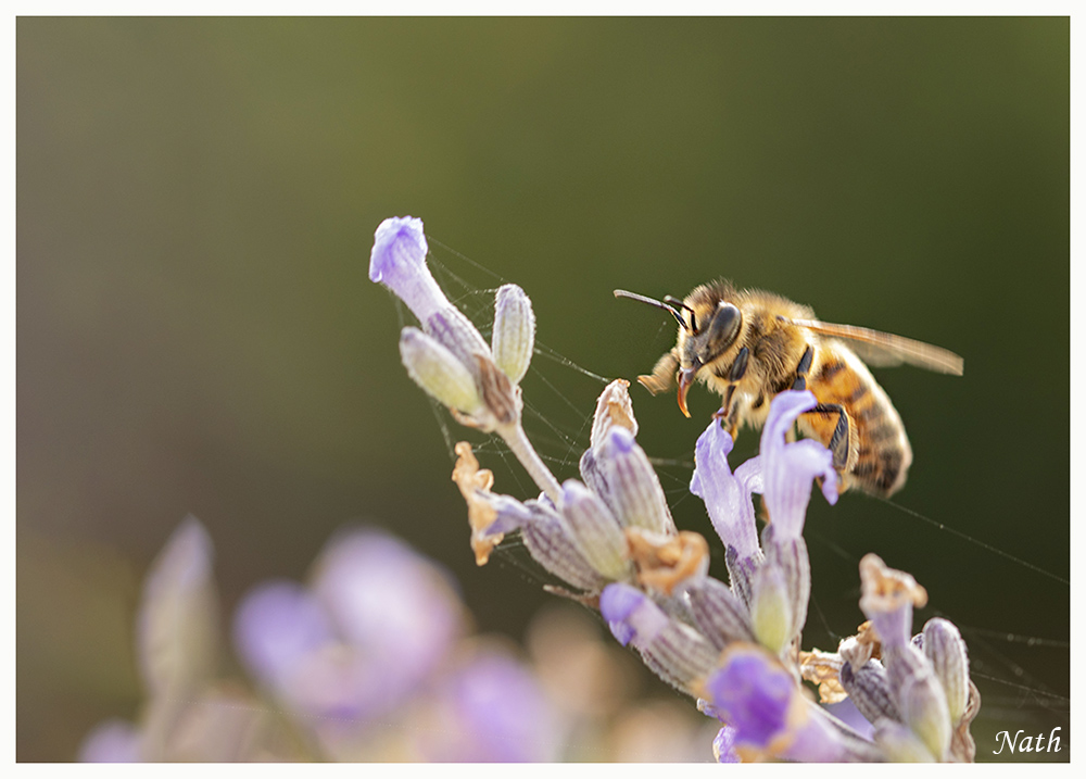 Abeille_1.jpg.2abfdb24c6a98b8b0daff03324676c6a.jpg
