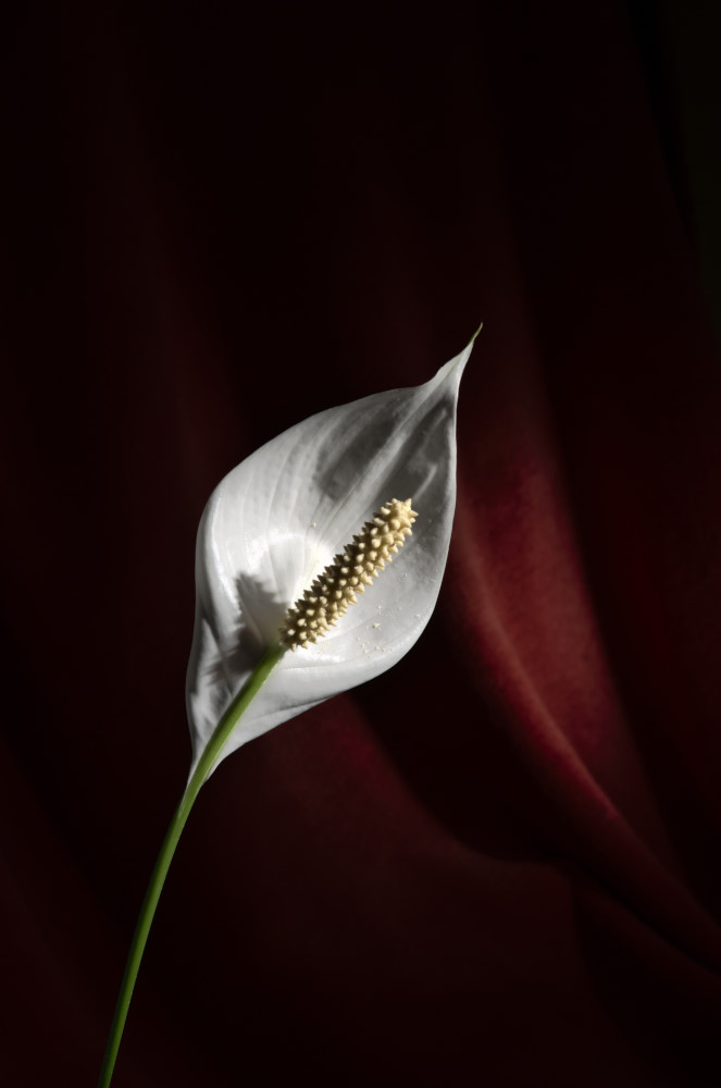 Arum.JPG.eea0cc4ec1418932aee9416a5f802a55.JPG
