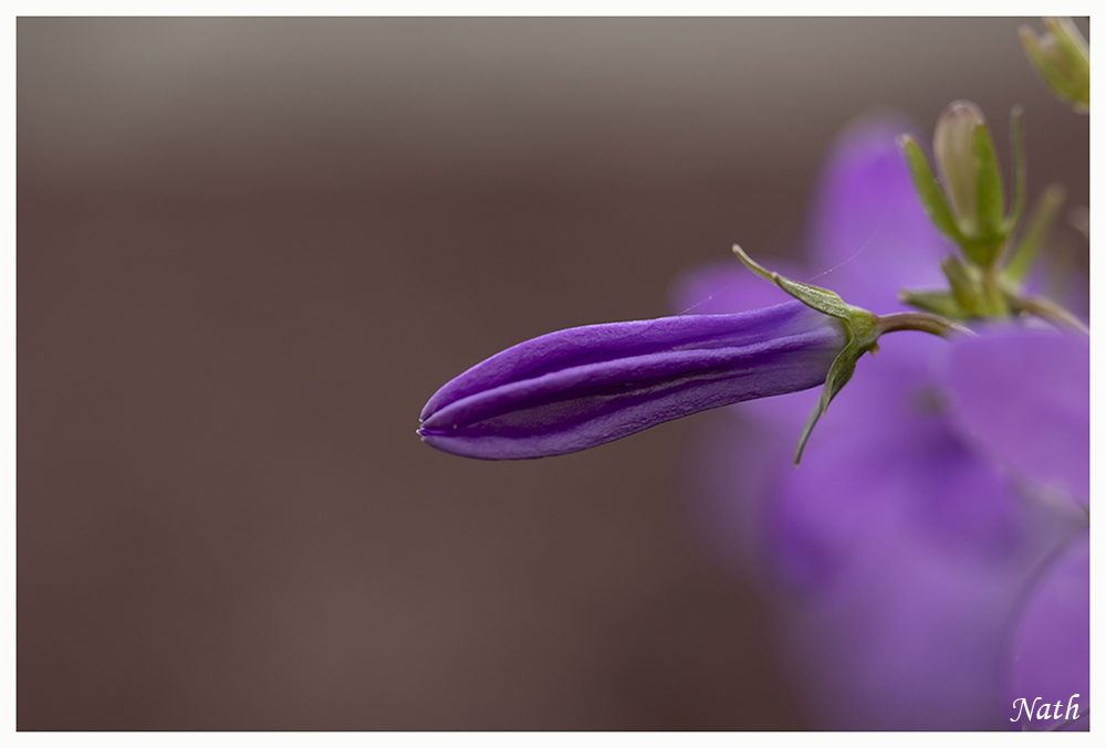 Campanule_1.jpg.7692644f8939500770222903063a49bb.jpg