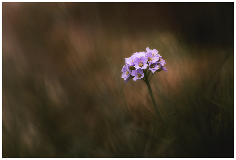 Cardamine.1.jpg.df22efa0133d14d921421434cd5b1e60.jpg