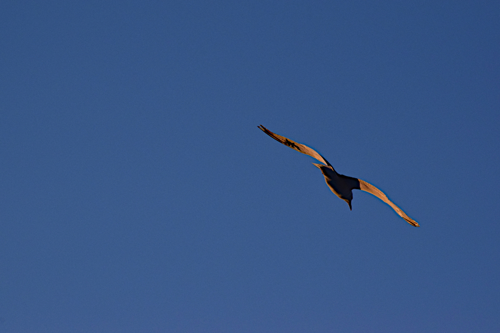 DSC_0130-F2P.JPG.cea1dcbe21bc70597c49d82ceb36bc23.JPG