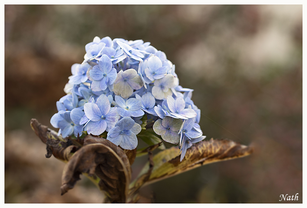 Hortensia_1.jpg.b98db9afbccf60bf63d4cabe406a8d9c.jpg