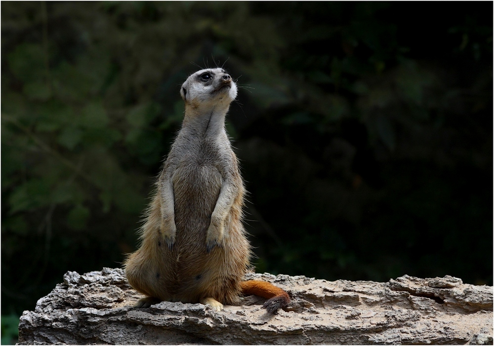 IMG_8435-suricate1000-der.JPG.4d5d7a4fc8a9af1df9c0a41720ceb173.JPG