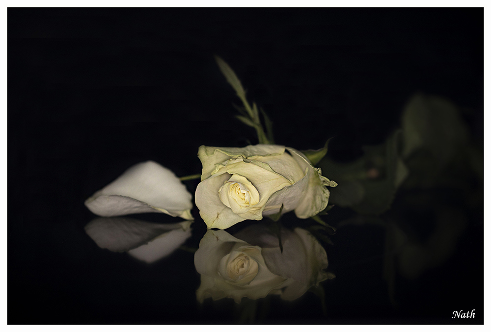 Reflet_3.jpg.2eaa798940f448ea63fa2634b8409190.jpg