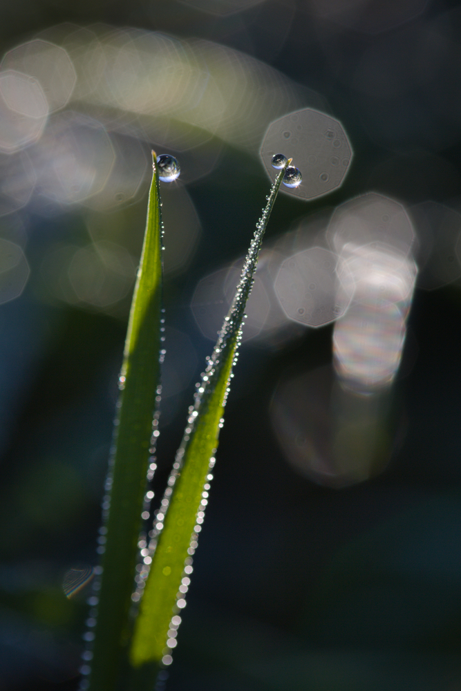 eau3822.jpg.4ae4155737205261e088620dfdbe334a.jpg