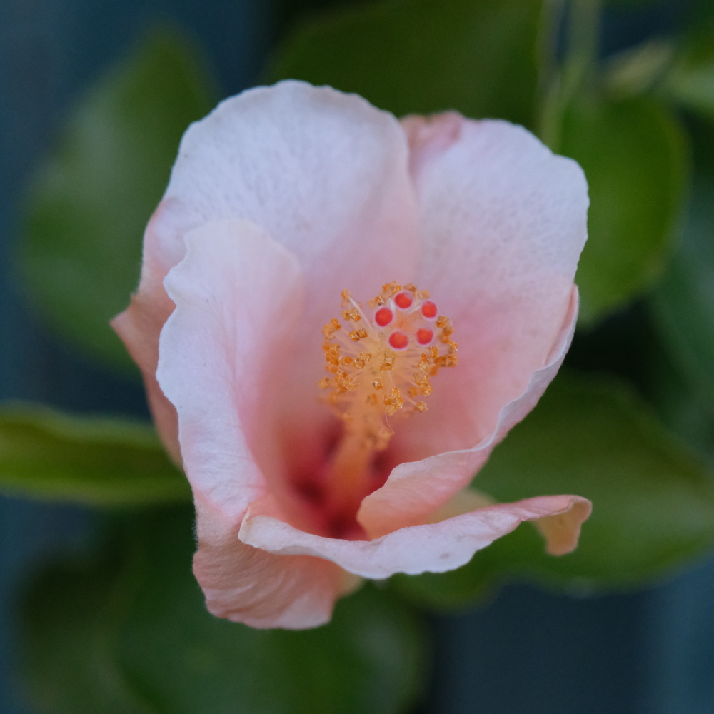 fleur.JPG.df0f744a611438f88b52f30f680808d4.JPG