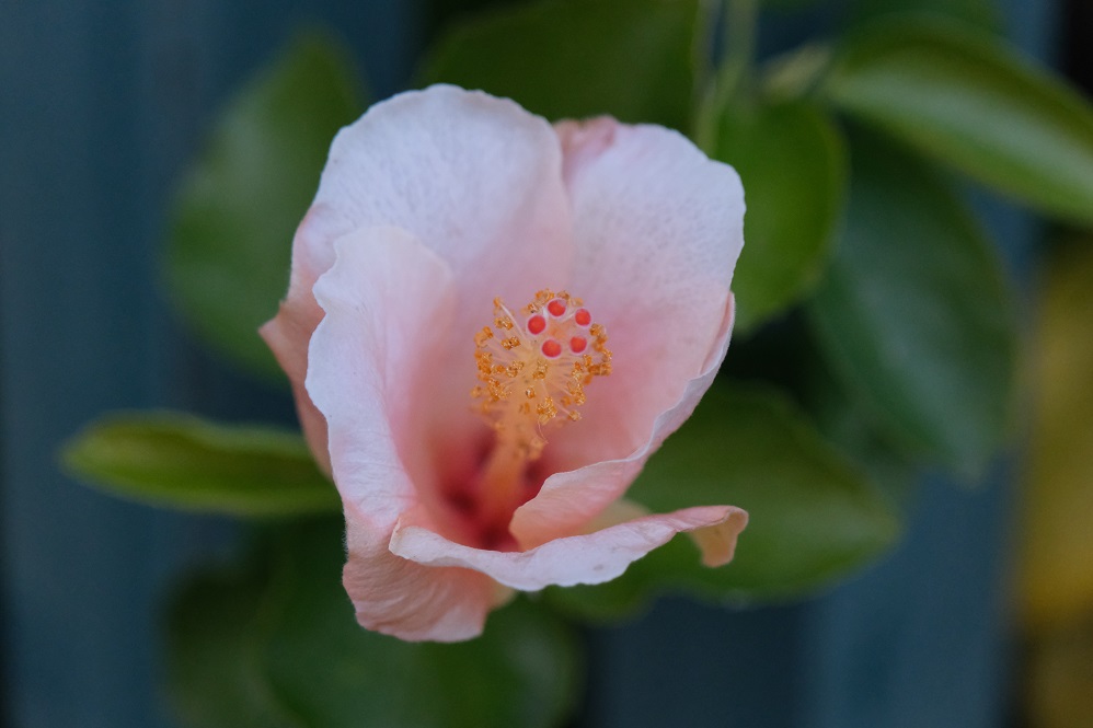 fleur.jpg.7800295d986322a4ebd74ff5b89fd20b.jpg