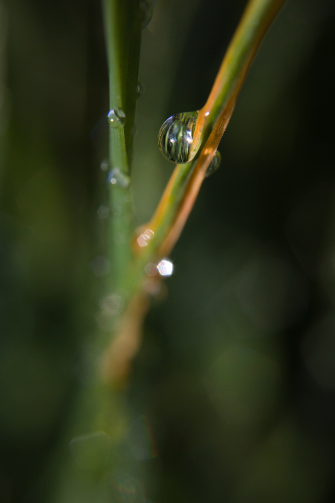 goutte4430.jpg.f14d2113544814b1a54584191cbe1eb1.jpg
