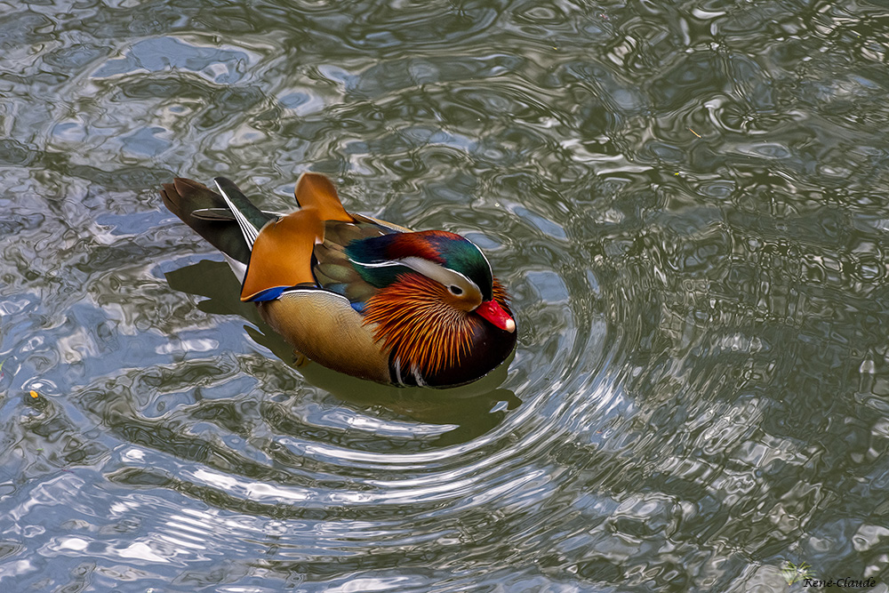 1194509292_CanardMandarin05.jpg.d1bd739212bb3168f00bed86b6980635.jpg
