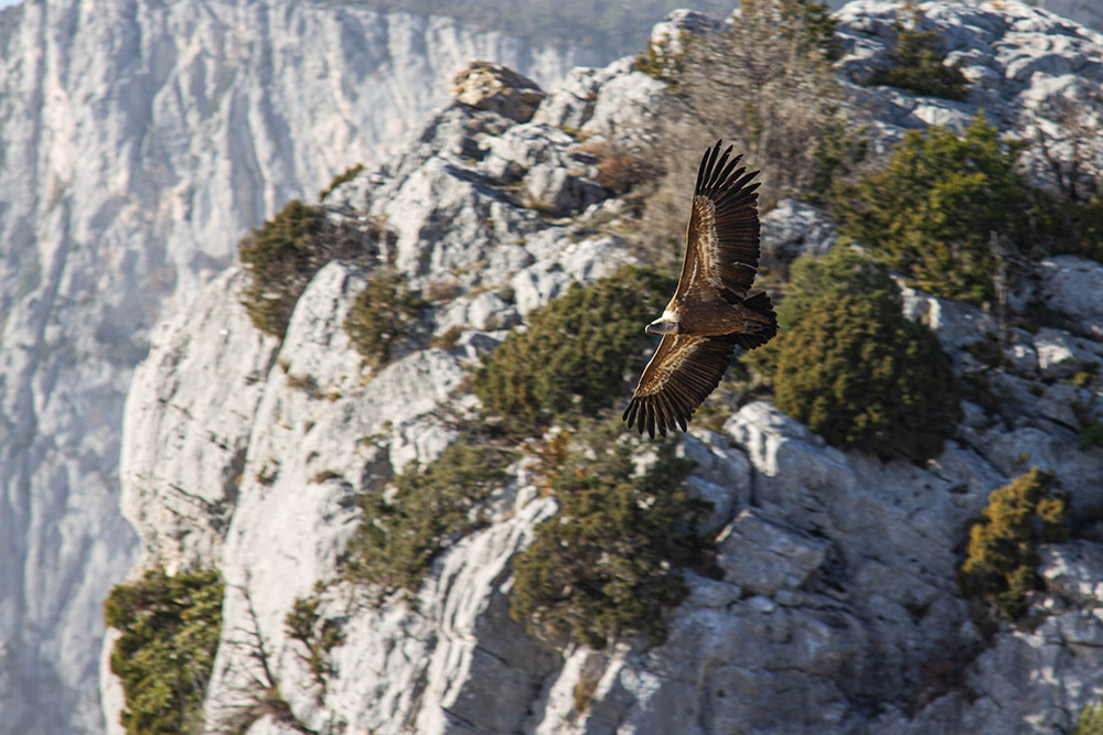 13487952_VautourgorgesduVerdon.jpg.578fc0907bdde6428913ea49ab3ac663.jpg