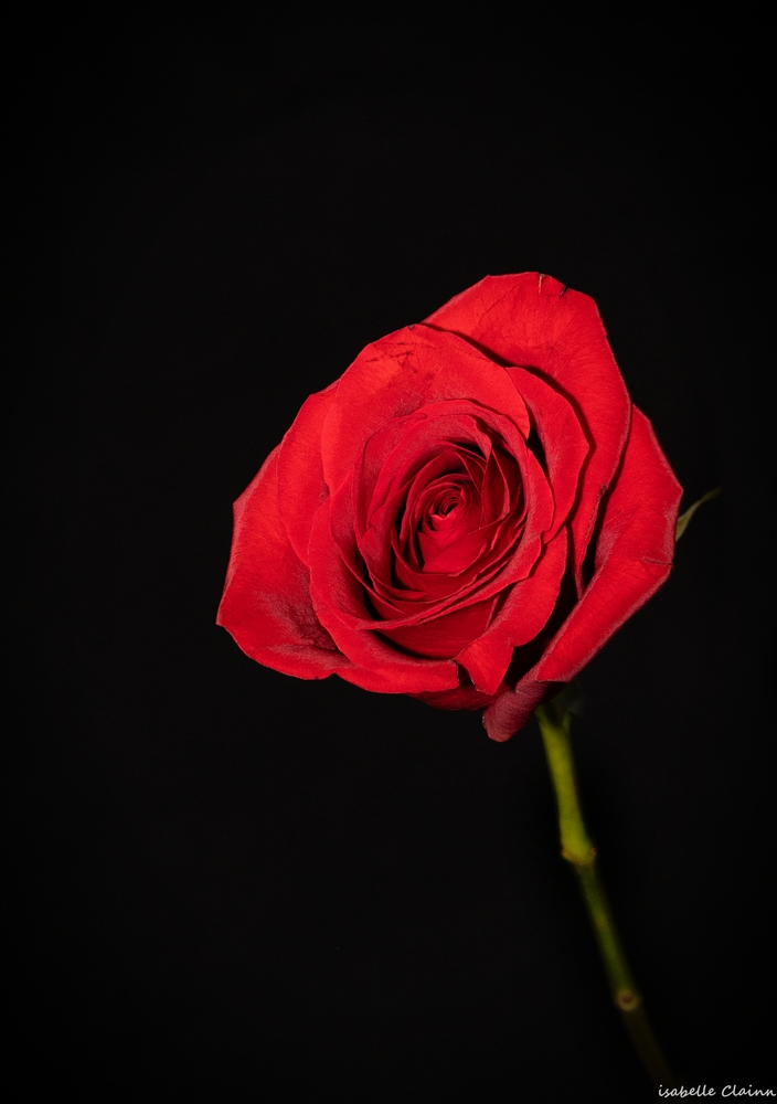 rose 2 fp.jpg