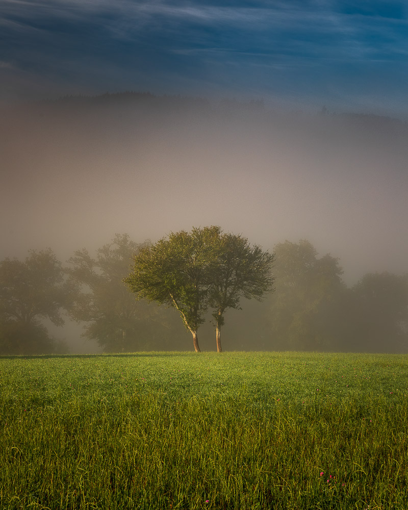 2C5A3114-HDR-2.jpg.a8507d9974fb9be7c1b6ff73a3415ee5.jpg