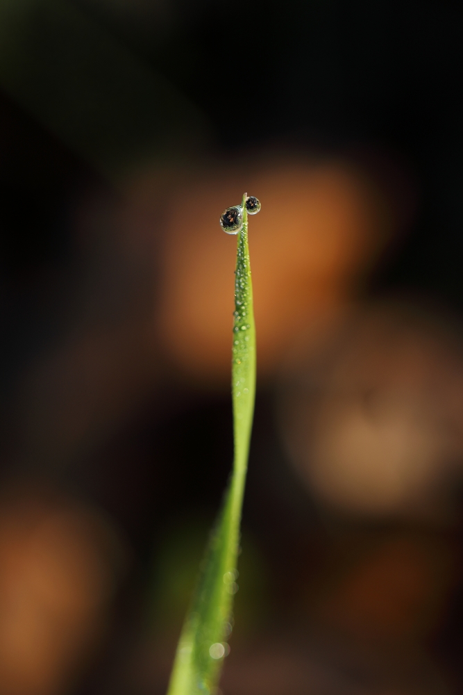 2G6A7437.JPG.a733011436bccb500c7cfb5cf7a4c2cc.JPG