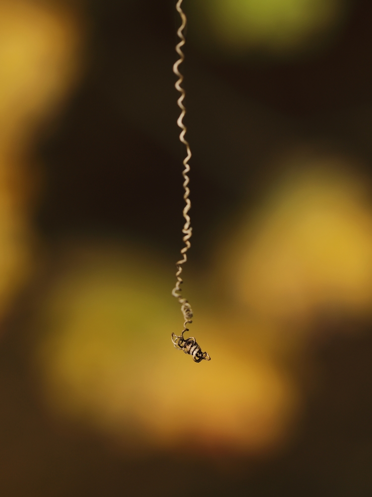 2G6A7462.JPG.a18972909eed45ffbffe7fea0c8c7db6.JPG