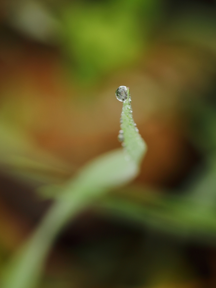 2G6A7525.JPG.c23b8c640f11dec6223adff0e2f1dd3b.JPG