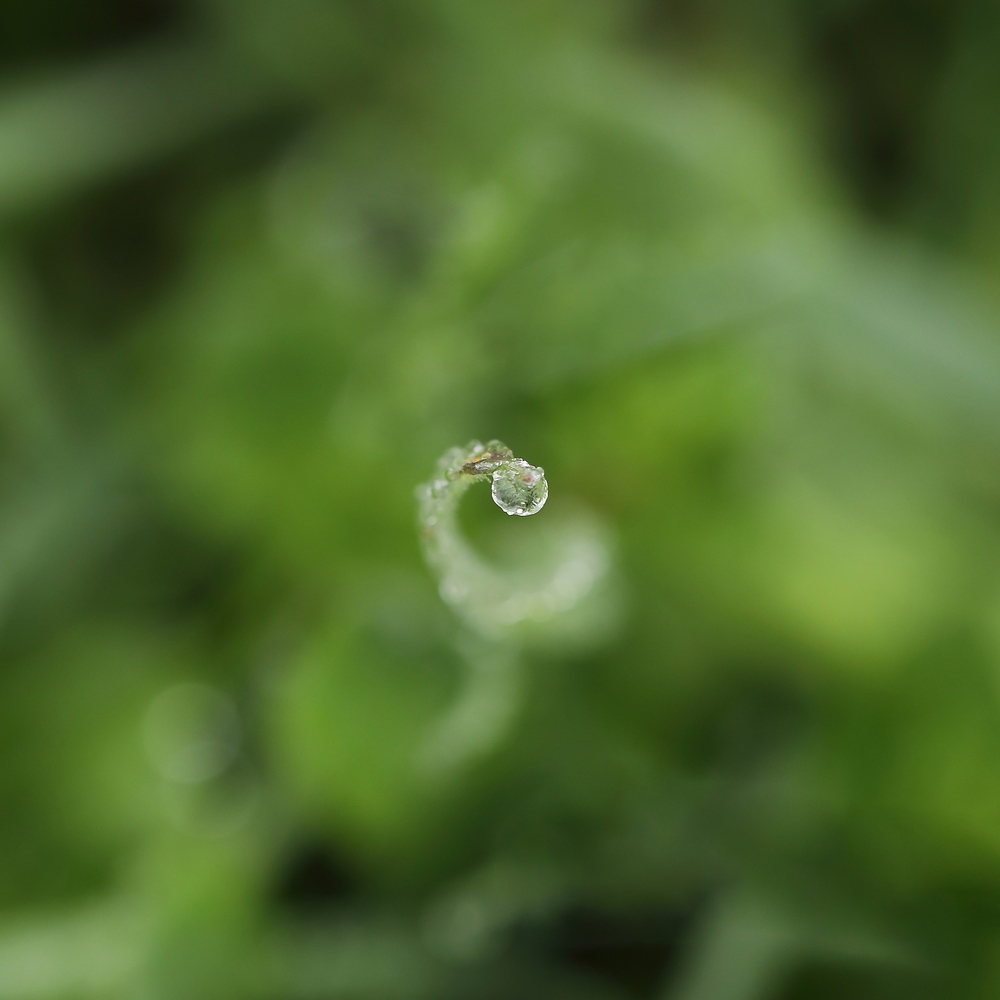 2G6A7528.JPG.35bf75740a318b55a2f02bb8ad668d02.JPG
