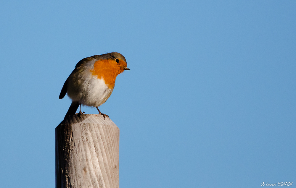 300945817_20210124-SUISSE-GENEVE-EAUXVIVES-OISEAUX-20-Edit-2.jpg.840737e8d6971df3b628e96d14faf6a9.jpg
