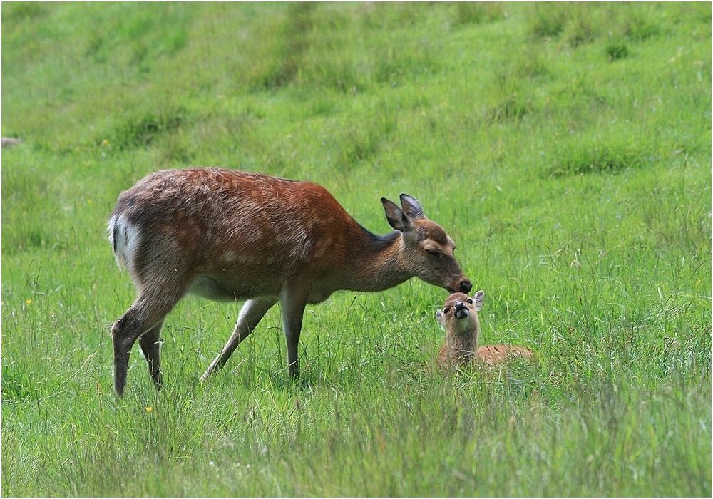 475347326_HauteSavoieParcMerlet-1000.jpg.7b796b0ba0110d8cc7275bf3eaa8b5db.jpg