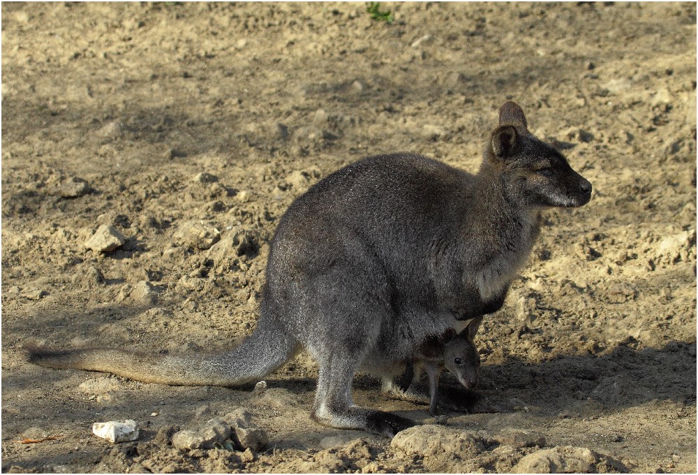 862910881__MG_3036-wallaby-1000bis.JPG.9436e208770214b21092221d2a546fba.JPG