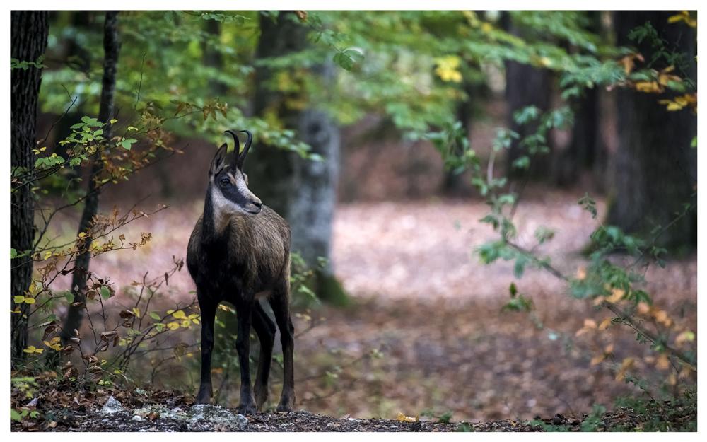 Chamois.6.jpg.56f2384eb91aea28101450b29f11c89d.jpg