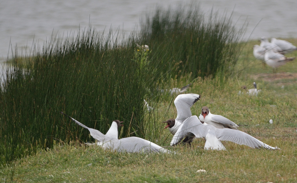 DSC_7873.JPG
