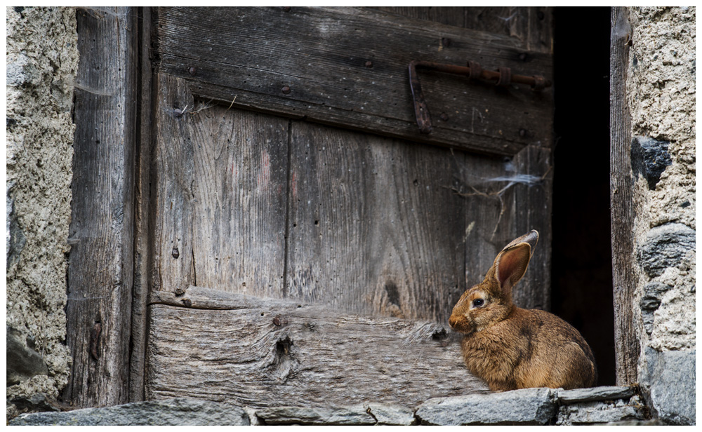 _DSC6903-copie.jpg.c0aa06ee8ba4ee8e32fc7400bcf3d483.jpg